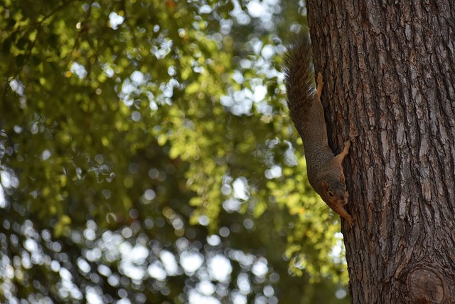 克兰对决结 克兰对决结